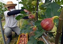 佐野でイチジク収穫