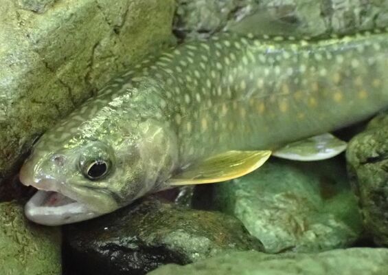 面河川水系で釣れたイワナ。頭頂部の虫食い模様や白点が特徴