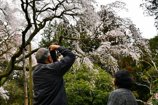 見頃を迎えた西行桜