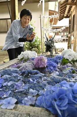 アジサイで彩られた手水舎