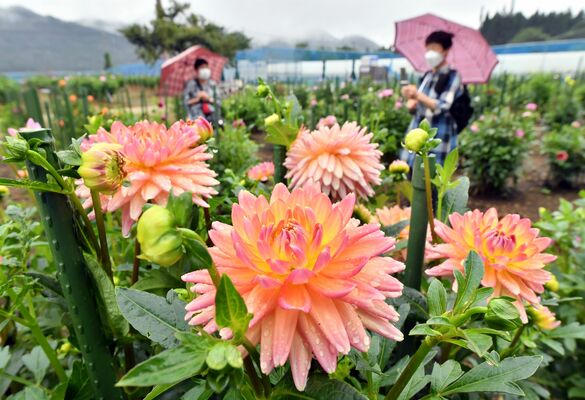 雨空の下、園内を鮮やかに彩るダリア＝21日午前10時45分、日光市小佐越