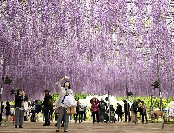 見頃を迎えたあしかがフラワーパークの大藤＝23日午後３時50分、足利市迫間町、森田大地撮影