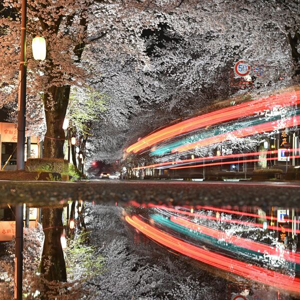 美しすぎる桜並木」満開 鹿沼・さつき大通りでライトアップも｜県内