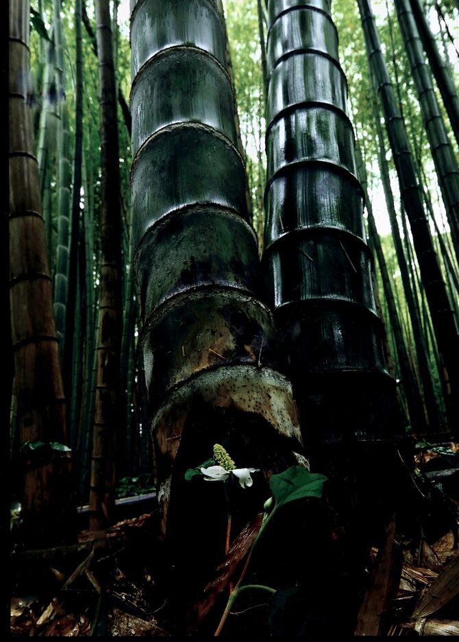 第29回(12月分)入選に選ばれた君島さんの作品「竹林の滴り」