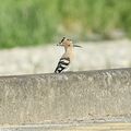 大田原で渡り鳥「ヤツガシラ」を確認　国内での観察珍しく
