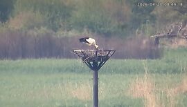 コウノトリひな１羽ふ化か　小山・渡良瀬遊水地で７年連続