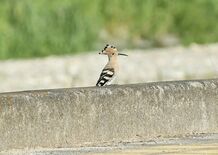 大田原で渡り鳥「ヤツガシラ」を確認　国内での観察珍しく