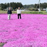 ピンクに染まる休耕地　シバザクラ見頃　那須塩原