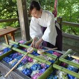アジサイの色彩、映える水盤　佐野・唐澤山神社　ＳＮＳでも話題に