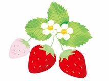 行く店買う店　イチゴ狩りに行こう