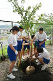 統合の象徴 サクラ植樹
