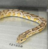 宇都宮のマンションでヘビ捕獲