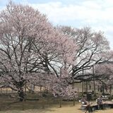 下野・天平の丘公園で桜歌会 暖かな陽気、淡墨桜は八分咲き 桜の下で琴や書道などパフォーマンス