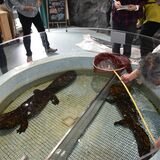 オオサンショウウオが奥日光に　茨城県の施設から移動　約30年ぶりに育った日光へ