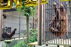 絶滅危機のオランウータンを披露