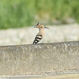 大田原で渡り鳥「ヤツガシラ」を確認　国内での観察珍しく