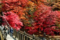 紅葉が最盛期　那須塩原「紅の吊橋」