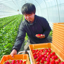 ＜224＞「とちあいか」味と収量にこだわり　JAはが野の「イチゴ」