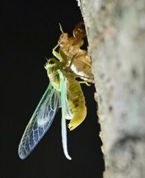 エゾハルゼミの羽化始まる　那須塩原