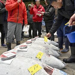 初競り、威勢よく景気づけ 宇都宮市中央卸売市場 冷凍メバチマグロなど入荷