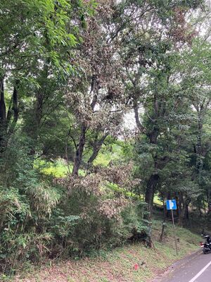 みかも山公園でナラ枯れした樹木＝栃木市（県提供）