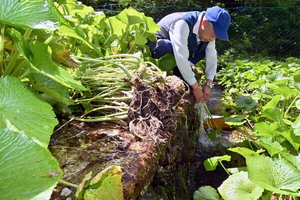 冷たい沢水が流れる棚田で進むワサビの収穫作業＝２１日午前９時１５分、日光市横川