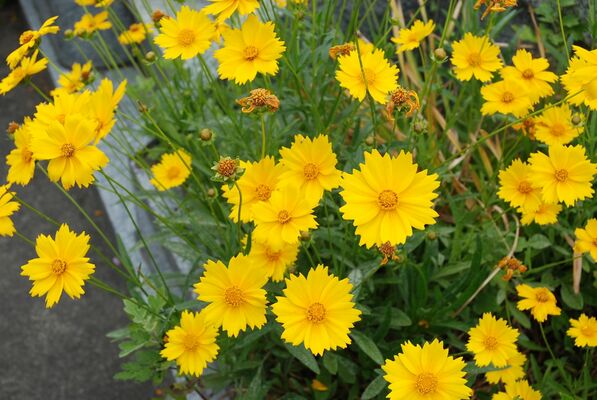 特定外来生物に指定されているオオキンケイギク（環境省提供）