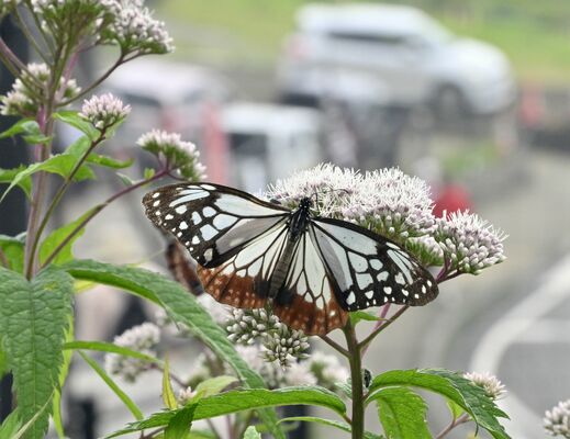 ヨツバヒヨドリの花に止まったアサギマダラ＝８日午後１時15分、日光市所野、磯真奈美撮影