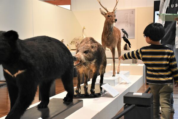 さまざまな標本を展示する企画展