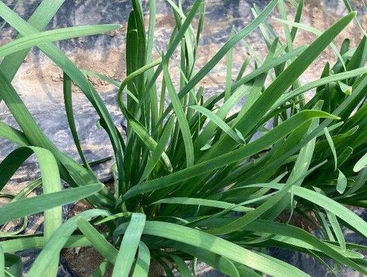 新種のダニが寄生して葉が歪曲したニラ（中央、県提供）
