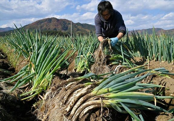 順調に育った新里ねぎを丁寧に抜き取る松本さん＝28日午前11時50分、宇都宮市新里町