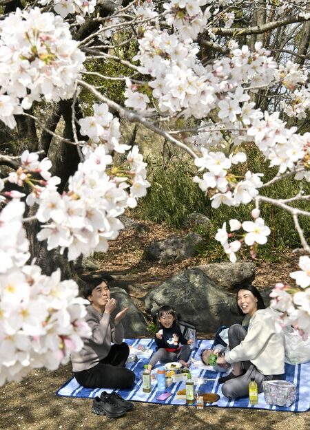八幡山公園の桜と花見客＝８日午前