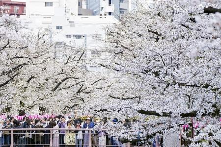 　2025年の春、東京都心部は３月30日が満開だった＝目黒区の目黒川沿い