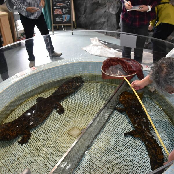 オオサンショウウオが奥日光に 茨城県の施設から移動 約30年ぶりに育っ