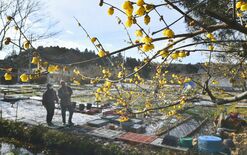黄色のかれんな花 境内彩る　さくらの東輪寺でロウバイ咲き始め