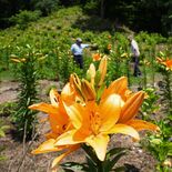 元放牧場で色とりどりユリが開花　栃木の大阿久さん方　６月中旬にはアジサ…