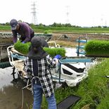 より良い酒米を　夢ささら田植え始まる　栃木県オリジナルの酒造好適米　大…