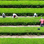 那珂川・大金茶園で新茶の摘み取り始まる　柔らかな緑、丁寧に手摘み　「那…