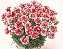 色とりどりのカーネーションからお母さんにぴったりの色を選べる！ 