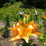 元放牧場で色とりどりユリが開花　栃木の大阿久さん方　６月中旬にはアジサイも一緒にピーク