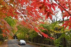 那須塩原・回顧園地でモミジ色づく