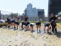 ビル屋上で田植え 都内の児童に指導