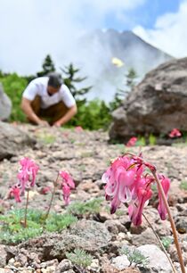 コマクサ咲き始める　日光白根山