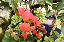 鹿沼でリンゴの収穫