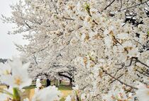 下野・天平の丘公園で淡墨桜が見頃