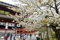 日光山輪王寺で金剛桜満開