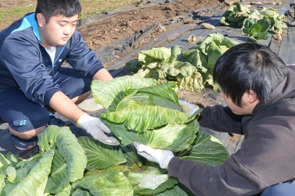 超大球キャベツを収穫する生徒たち