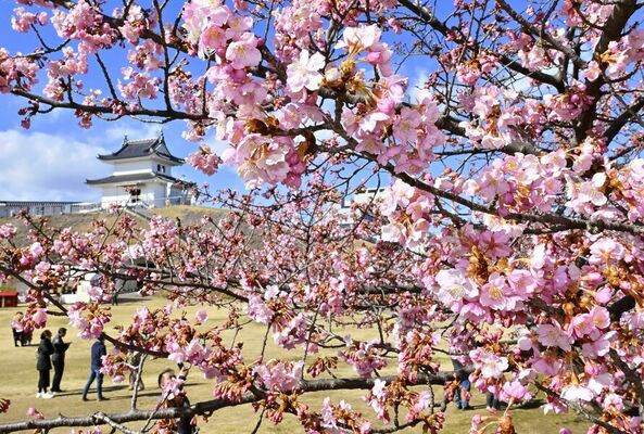 見頃を迎え、宇都宮城址公園を彩るカワヅザクラ＝2024年３月９日、宇都宮市本丸町