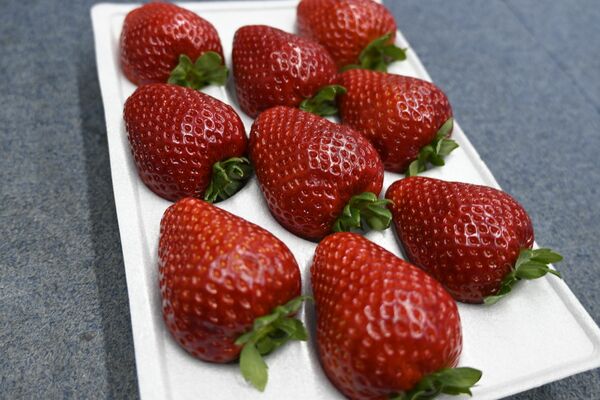 まりちゃんちのいちご畑のとちあいか