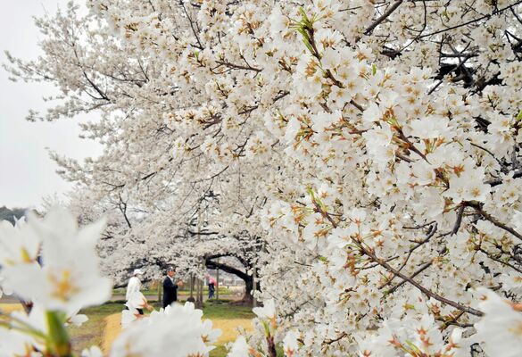 見頃を迎えた淡墨桜＝23日午前11時25分、下野市国分寺